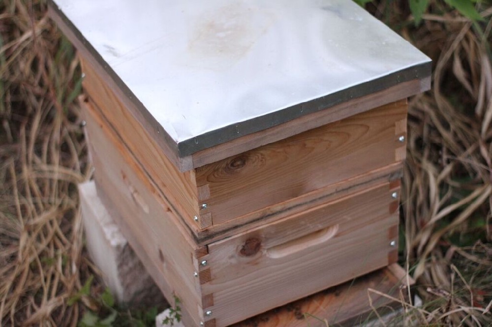 Got Bees? How To Select and Prep Your Hive Site